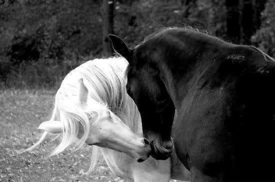Rsultat de recherche dimages pour chevaux amoureux noir et blanc