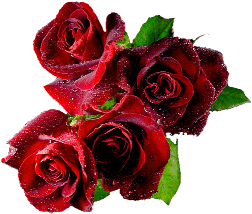 image des roses rouges
